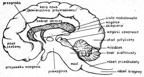 Kora mózgowa, powierzchnia przyrodkowa